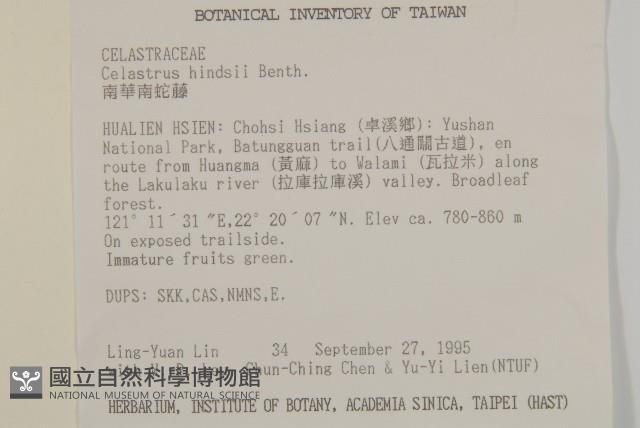 南華南蛇藤，青江藤藏品圖，第2張