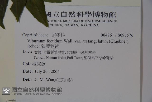 狹葉莢迷藏品圖，第2張