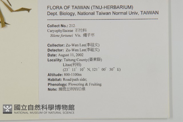 蠅子草藏品圖，第2張