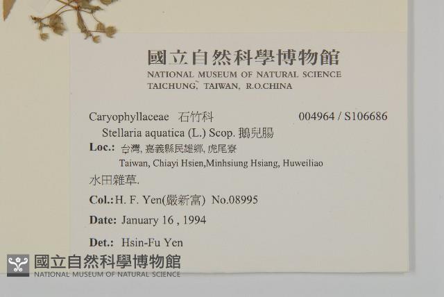 鵝兒腸藏品圖，第2張