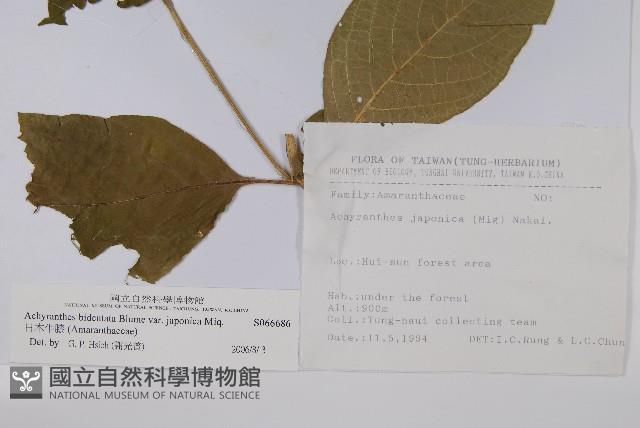 Accession Number:S066686 Collection Image, Figure 2, Total 2 Figures