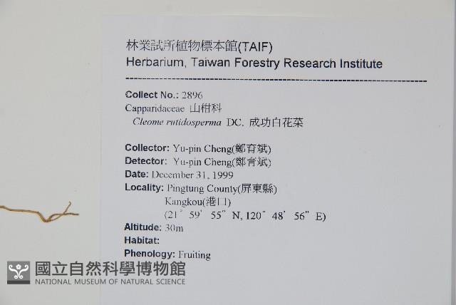 平伏莖白花菜、成功白花菜藏品圖，第2張