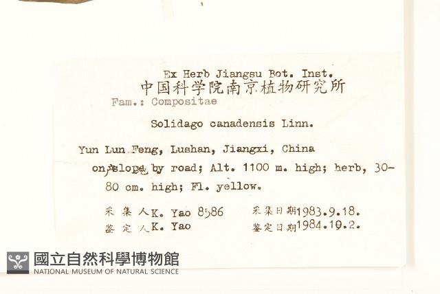 美洲一枝黃花藏品圖，第2張