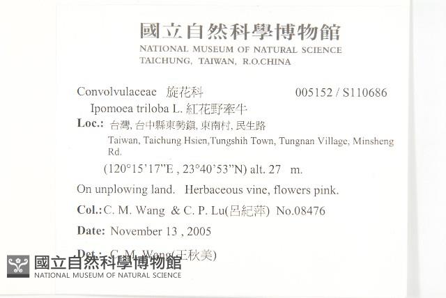 紅花野牽牛藏品圖，第2張