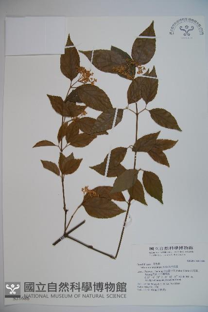 呂宋莢迷藏品圖，第1張