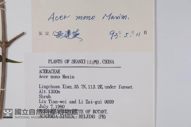 元寶楓, 地錦槭藏品圖，第2張