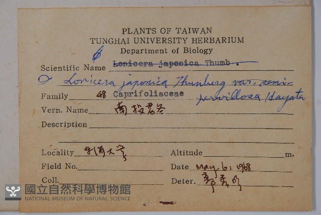 忍冬、金銀花藏品圖，第2張