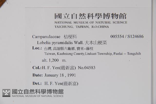 大本山梗菜藏品圖，第2張