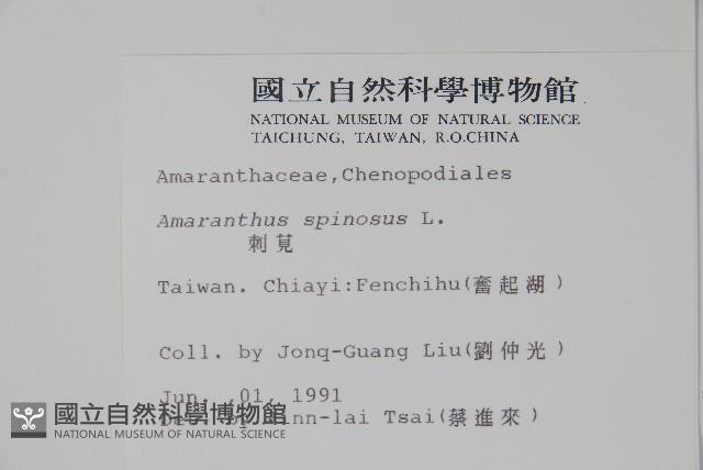 刺莧藏品圖，第2張