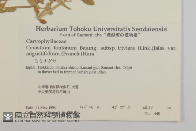 簇生卷耳藏品圖，第2張