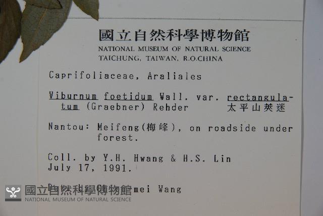 狹葉莢迷藏品圖，第2張