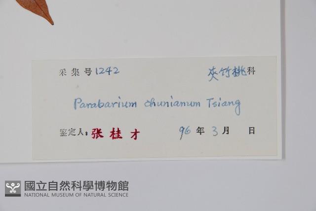 紅杜仲藤藏品圖，第2張