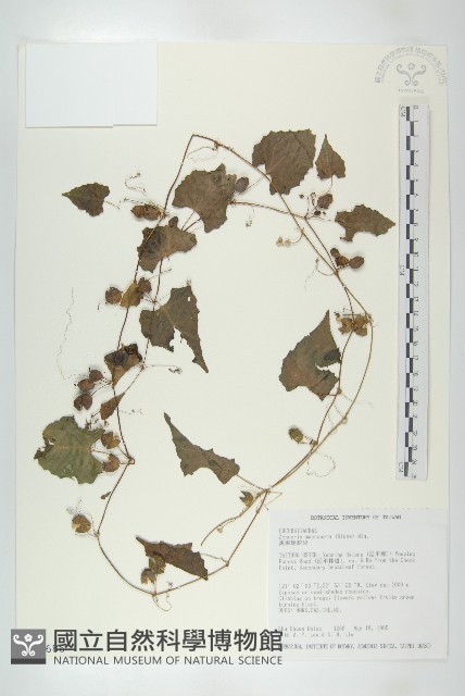 黑果馬交兒藏品圖，第1張