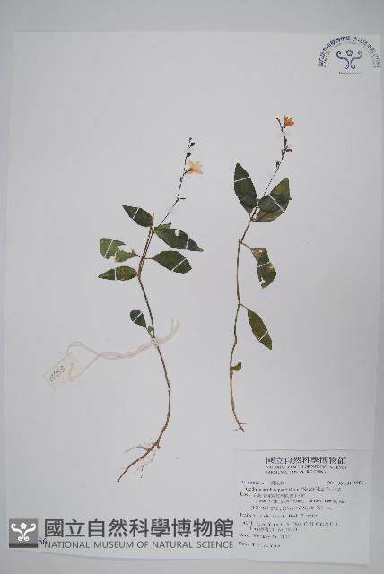 針刺草藏品圖，第1張