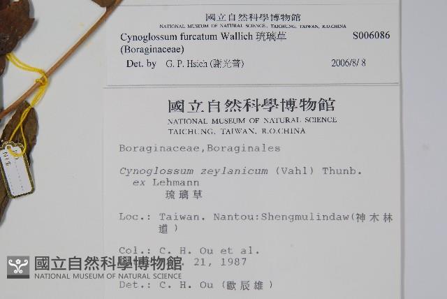 琉璃草藏品圖，第2張