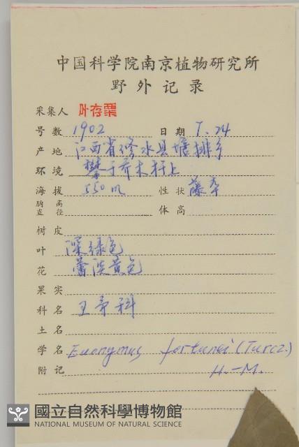 扶芳藤藏品圖，第2張