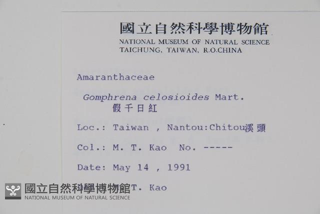 假千日紅藏品圖，第2張