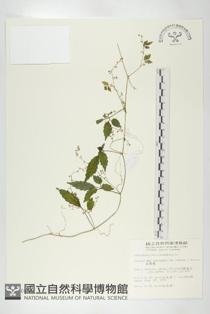 絞股藍藏品圖，第1張