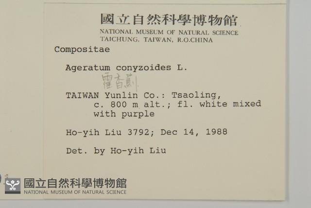 霍香薊藏品圖，第2張