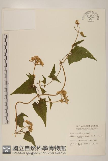 蔓澤蘭藏品圖，第1張