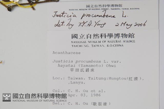 爵床藏品圖，第2張