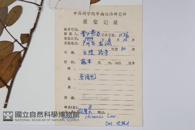 假鷹爪藏品圖，第2張