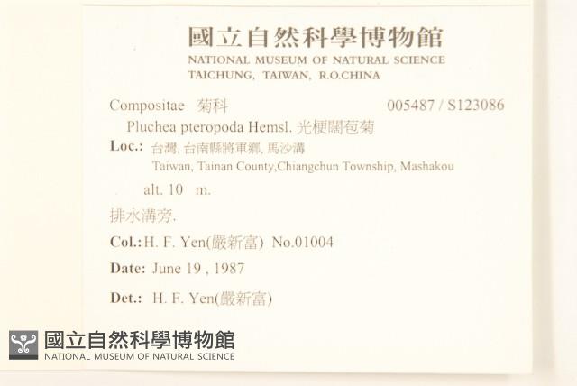 光梗闊苞菊藏品圖，第2張