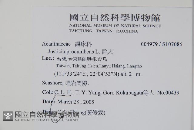 爵床藏品圖，第2張