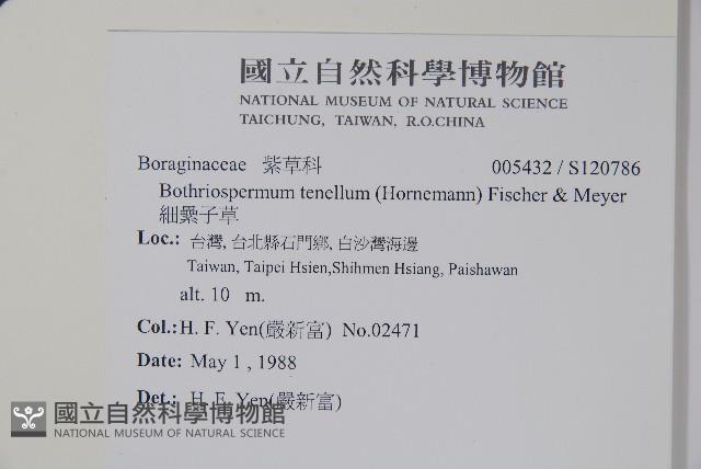 細纍子草藏品圖，第2張