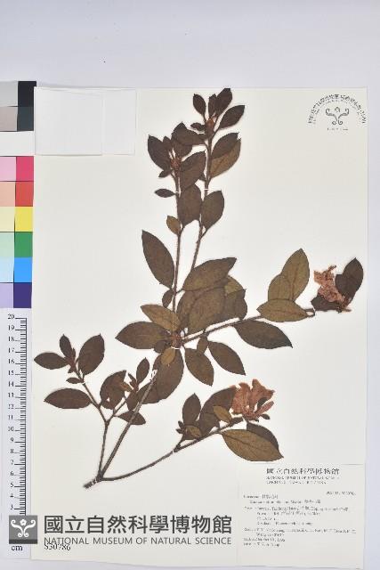 Oldham's Thododendron Collection Image