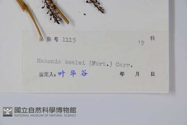 闊葉十大功勞藏品圖，第2張