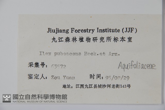 密毛假黃楊藏品圖，第2張