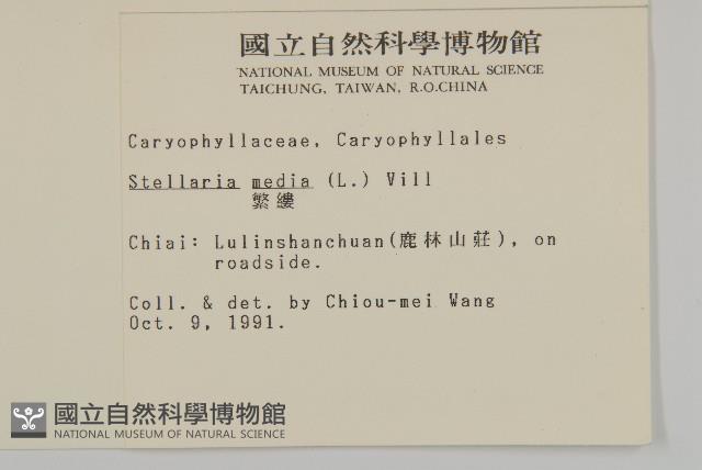 繁縷藏品圖，第2張