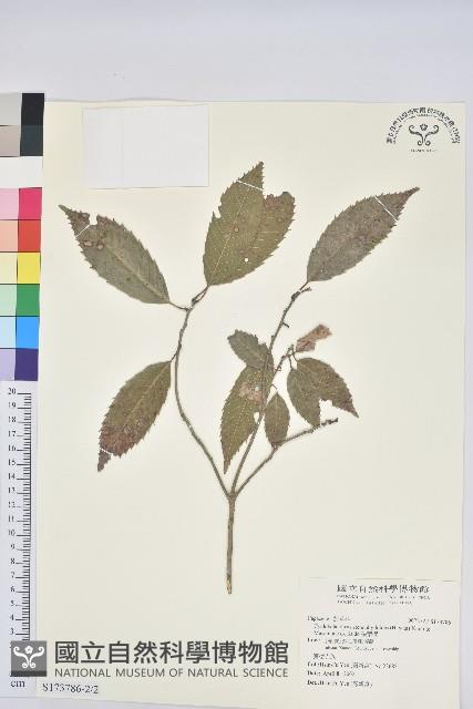 狹葉櫟藏品圖，第2張