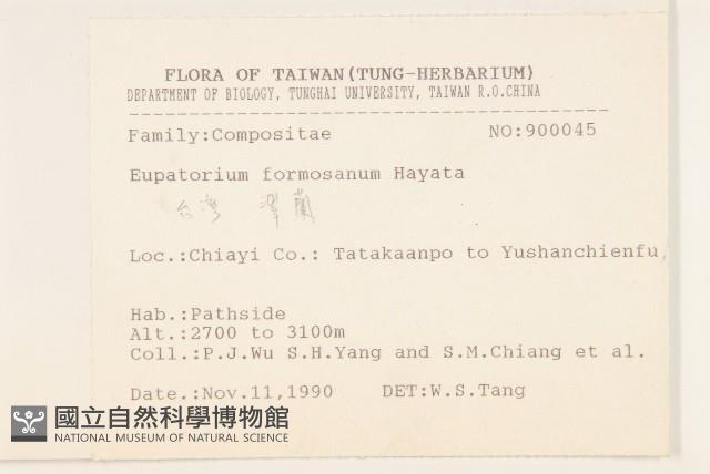 臺灣澤蘭藏品圖，第2張