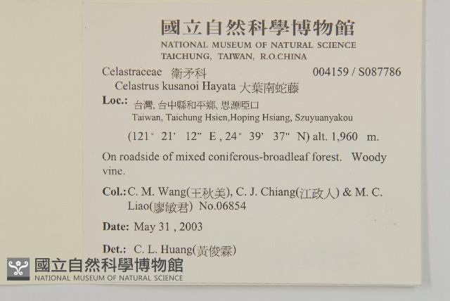 大葉南蛇藤藏品圖，第2張