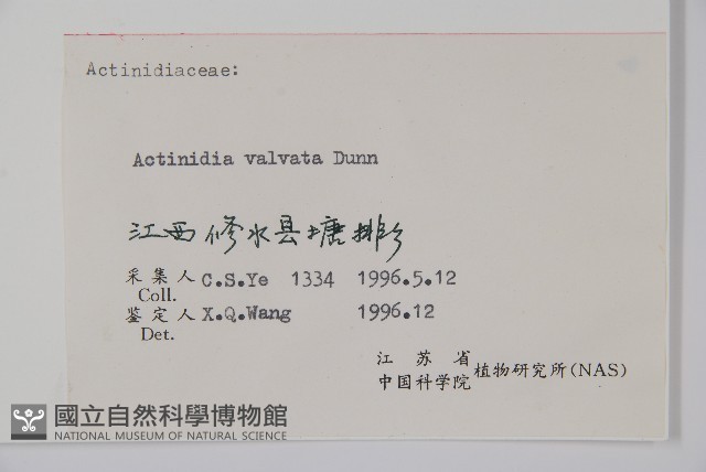 對萼獼猴桃藏品圖，第2張