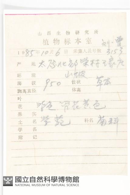 阿爾泰狗哇花藏品圖，第2張