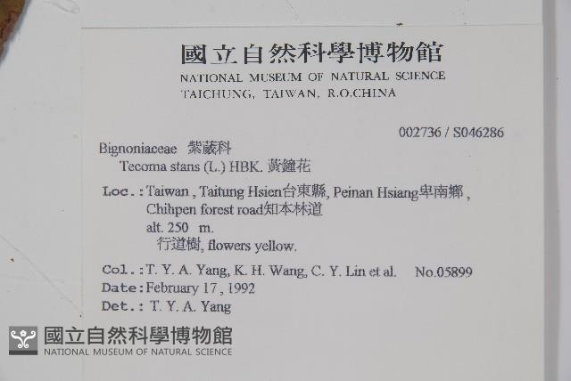 黃鐘花藏品圖，第2張