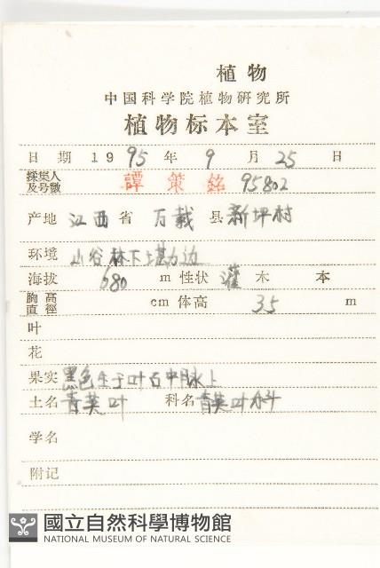 青莢葉藏品圖，第2張