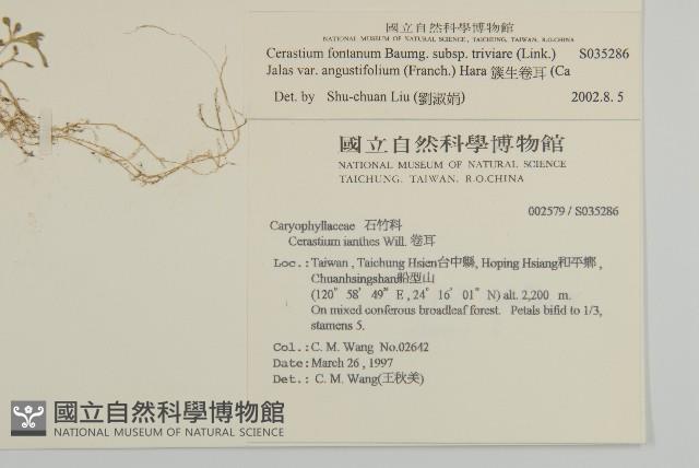 簇生卷耳藏品圖，第2張