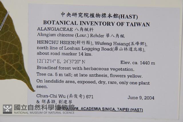 華八角楓藏品圖，第2張