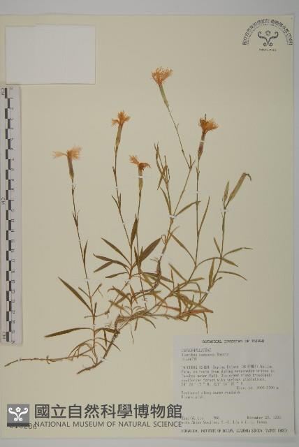 玉山石竹藏品圖，第1張