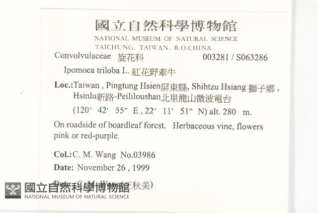 紅花野牽牛藏品圖，第2張