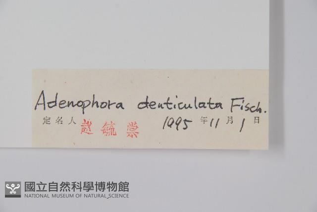 鋸齒沙參藏品圖，第2張