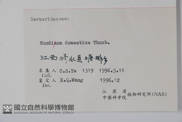 南天竹、天竹、蘭天竹藏品圖，第2張