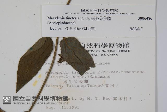 絨毛芙蓉蘭藏品圖，第2張