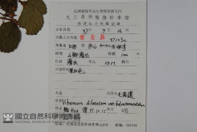 廬山莢迷藏品圖，第2張