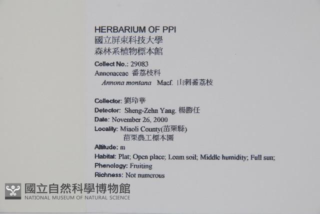 巴西番荔枝藏品圖，第2張