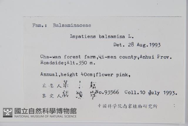 鳳仙花藏品圖，第2張